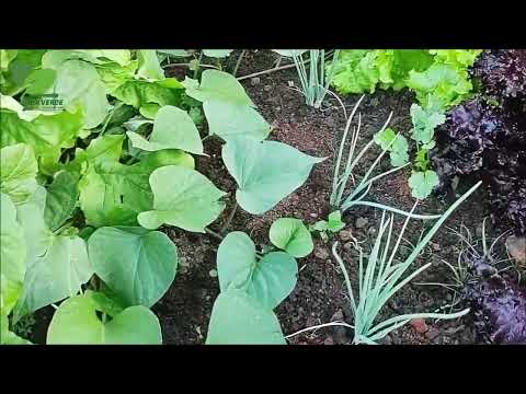 TOUR MOSTRANDO MINHAS PLANTAS E TODA MINHA  HORTA - 019 - VIDA VERDE SISTEMAS SUSTENTÁVEIS