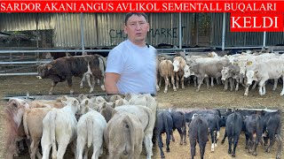 SARDOR AKANI ABERDEEN ANGUS SEMENTALL AVLIKOL BUQALARI KELDI NARXLARNI YONDIRVORDI 