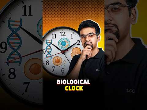 How the biological clock works?