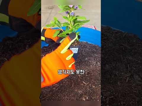 생각지도 못한 분갈이 아이디어