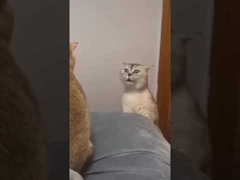 😹Cats Doing Cat Things😹 (11)