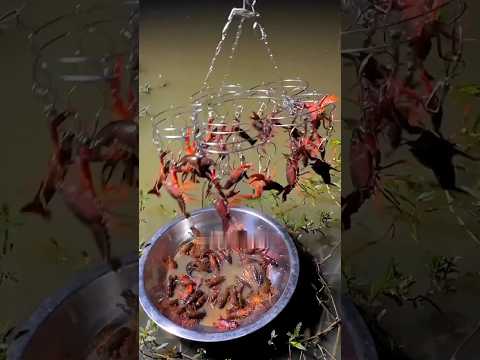 Cara Mancing Lobster air tawar #mancing #fishing #mancingmania