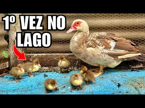 Levando os patinhos para lago pela Primeira vez | Cuidando dos filhotes | Aves Recriar