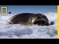 Antarctic Ecosystem and Wildlife