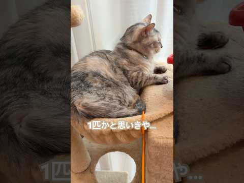 お姉さん猫、妹に酷い仕打ち#cat #動物 #cute #猫のいる暮らし #猫 #shorts