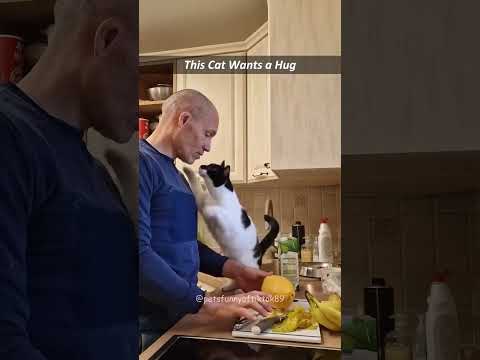 Clingy cats🥺 #funny #funnycats #pets #cat #funnypets #fypyoutube #fyp