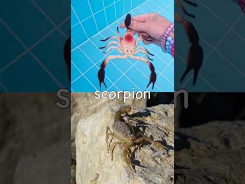 Sink or Float | Learn Bug Insect Names Underwater for Kids: Cricket Ladybug Millipede Scorpion
