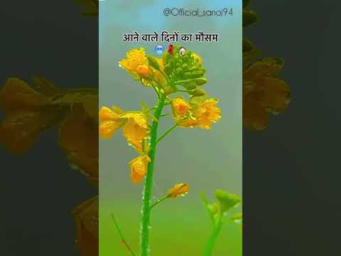 New Farming reel🌾🌱#shorts #villagelife #trending #youtubeshorts #kisan#farming #viralshorts#ytshorts