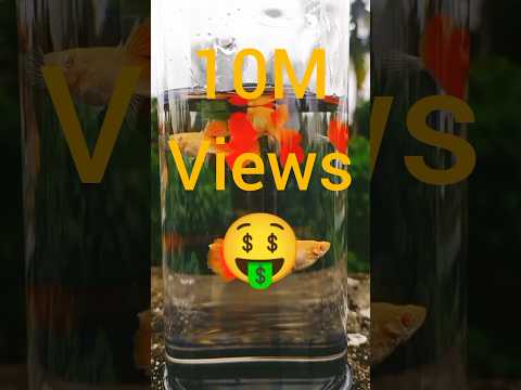 🐠 Discover the beauty of guppies, jewellery for aquarium 🌈..#guppy #aquariumfish #fishkeeping