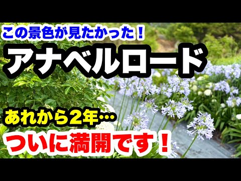 ◆ついに完成【アナベル&アガパンサス】満開スペシャル！