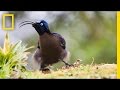 Japanese Soldiers and Bird Sounds