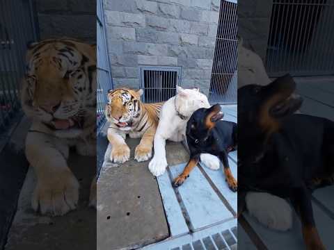 Kenzo,Snowy and Chelsea 🐯🐶 #babycats #tigercat #babytigers #tigerfamily #bigcat #tiger #kenzo