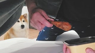 當主人躲在被窩偷吃，柴犬會有什麼反應？ |  ft. @EmmaSleepTaiwan