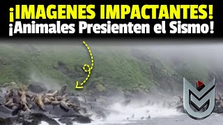 ¡IMPACTO MUNDIAL! Leones Marinos en PÁNICO por Terremoto de M8.8 en Rusia