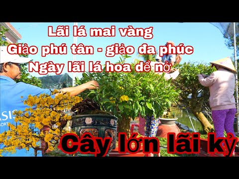 lãi lá mai vàng -  ace tập trung xuống lá mai vàng