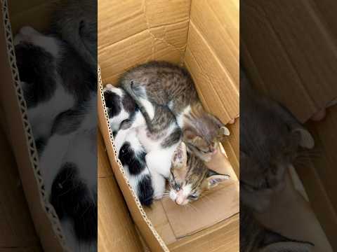 Muchos gatitos 🐱
