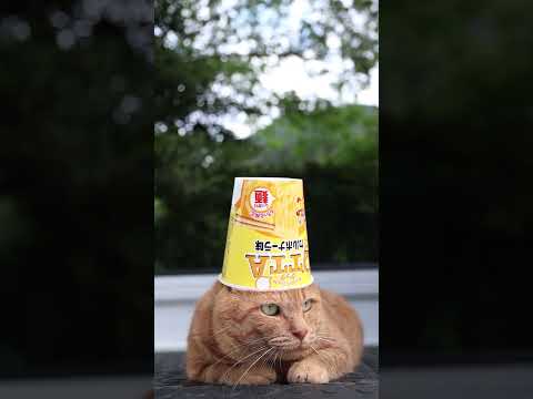 QTTAカルボナーラ味と猫のいる生活の魅力をご紹介 サムネイル