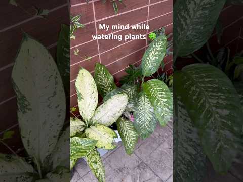 #gardening #nature #ytshorts #butterfly #flowers #garden #plants #dumbcane #aglaonema #spiderplant