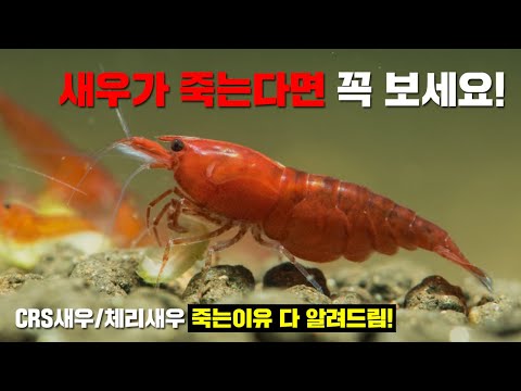 새우가 죽는 이유 낱낱이 파헤쳐드립니다. 새우폭번의 기초