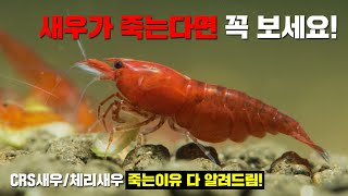 새우가 죽는 이유 낱낱이 파헤쳐드립니다. 새우폭번의 기초