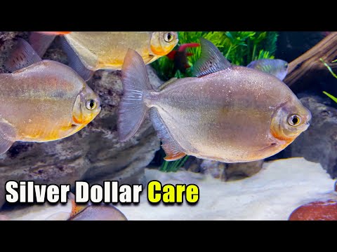 Need a Schooling Fish for a Large Aquarium? Silver Dollar Fish Species Profile