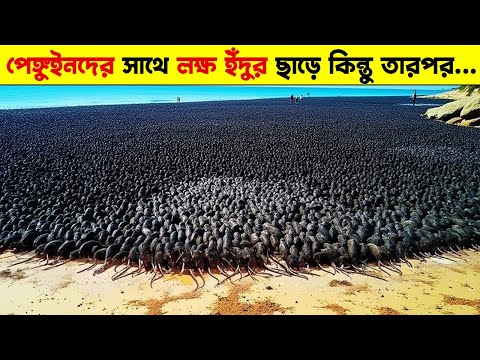 ছোট দ্বীপে হাজার হাজার ইুঁদুরকে পেঙ্গুইনদের সঙ্গে ছেড়ে দেওয়া হয়.. কিন্তু ৫০ বছর পর সবাই অবাক !