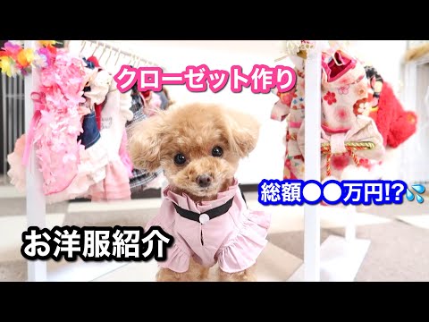 【大掃除】衣装持ちな愛犬の犬服クローゼット作成！【トイプードルのコロン】