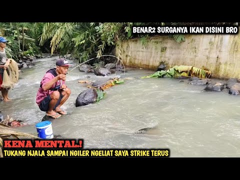 EDAN.!! IKANNYA PADA GANAS-GANAS || MANCING SEHABIS HUJAN TUKANG NJALA SAMPAI NONTON SAYA STRIKE