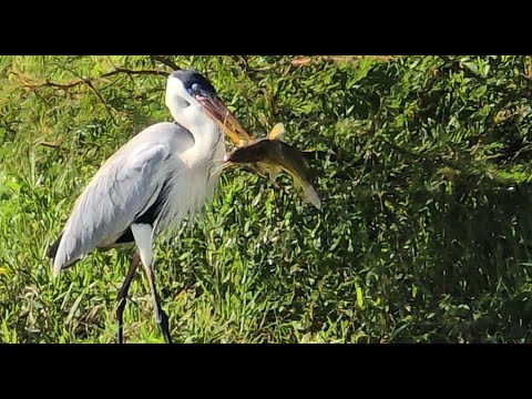 Olha o tamanho do peixe que essa garça engoliu