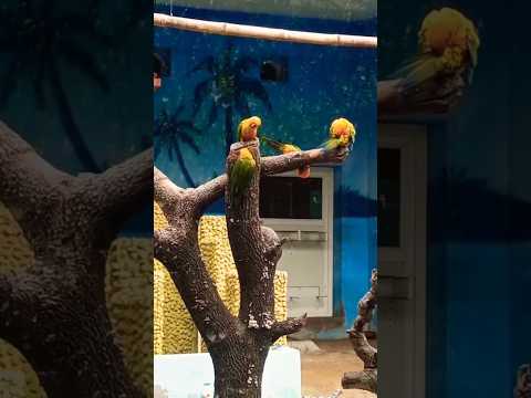 #colourful#birds#macow#parrot#wow#😀