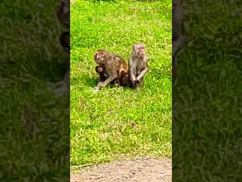 monkey 🐒 #ytshorts #trending