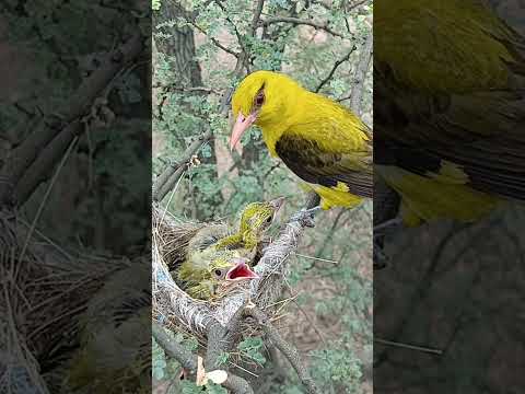 Yellow bird babies (p 16) #shorts