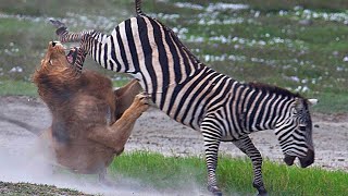 Top 5 Incredible Moments Lion Have Lost | Moments where Lion was Defeated