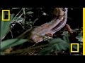 Canopy Mouse Survival Strategies