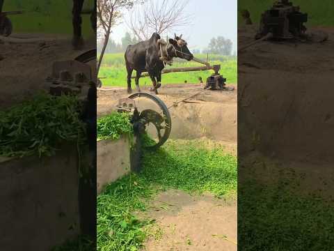 पाकिस्तान में पशुओं का चारा काटने की विधि #pakistaan #cow