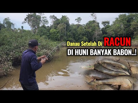 HAMPIR TAK PERCAYA..!! SPOT DANAU YANG HAMPIR KERING MENYIMPAN BANYAK IKAN GABUS BABON