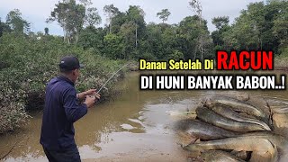 HAMPIR TAK PERCAYA..!! SPOT DANAU YANG HAMPIR KERING MENYIMPAN BANYAK IKAN GABUS BABON