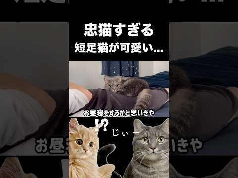 猫の動画サムネイル - ママが寝ようとすると一緒に寝始める猫が可愛い...#shorts #猫 #猫のいる暮らし