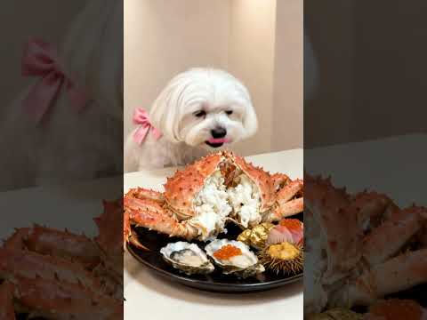 This dog eats better than I do 6