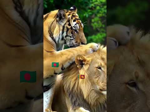 Now Bangladesh and Sri Lanka #cricket #shortsvideo #viralvideo