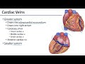 Cardiac Veins and Their Functions