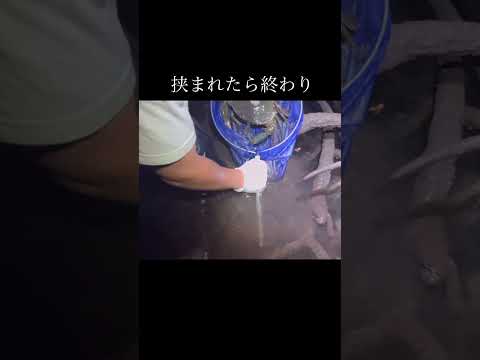 巨大ガザミを捕獲