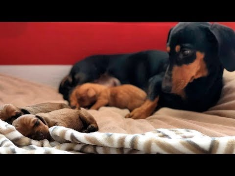 LES PRESENTO A MIS BEBÉS + ESPECIAL 20 MILLONES | KLER POLINESIA 🐶