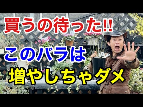 【初心者が買うならこれ】バラを今年増やしたい方は必ず見て下さい　　　【カーメン君】【園芸】【ガーデニング】【初心者】