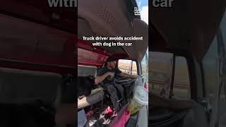 Truck Driver Swerves To Avoid Accident With Beloved Dog In Cabin