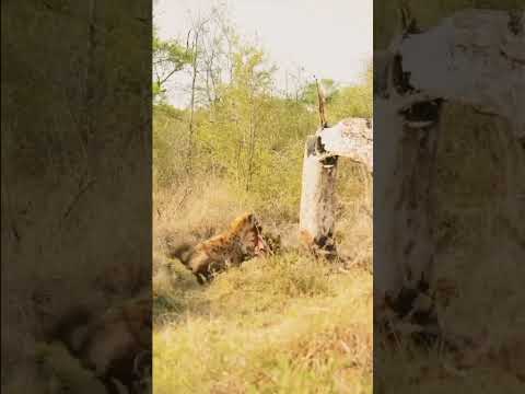 چیتے اپنا شکار Lekar ped per #shorts #viral #animals