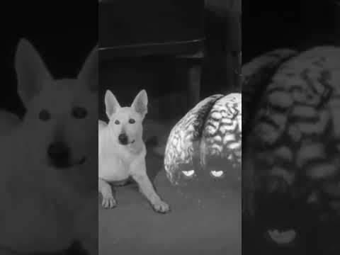 Good Brain Vol  🎬Brain from Planet Arous (1957) #shorts #scifi #special effects