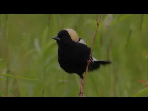 PÁSSARO BOBOLINK