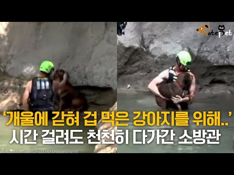 ‘겁 먹은 강아지를 구조하려고..’ 시간 걸려도 천천히 다가간 소방관