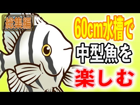 【保存版】60cm水槽で楽しむ中型魚25選!迫力と美しさの総集編【淡水魚 アウクアリウム】